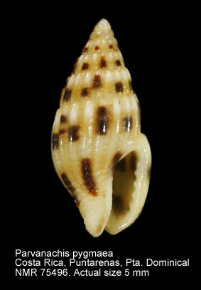 Parvanachis pygmaea.jpg - Parvanachis pygmaea (G.B.Sowerby,1832)